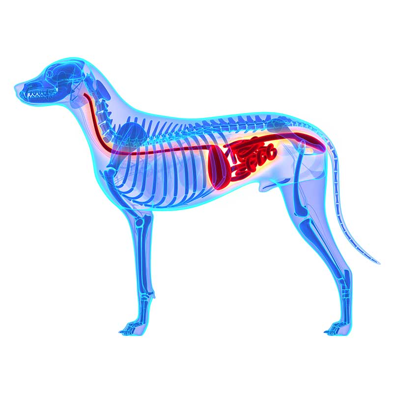 Dogs X-Ray Gallbladder