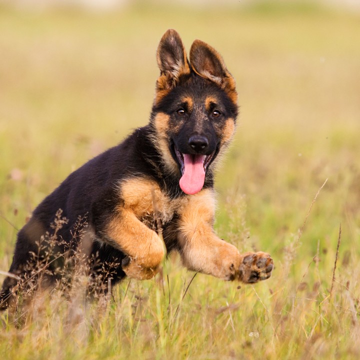 Verlota German Shepherd