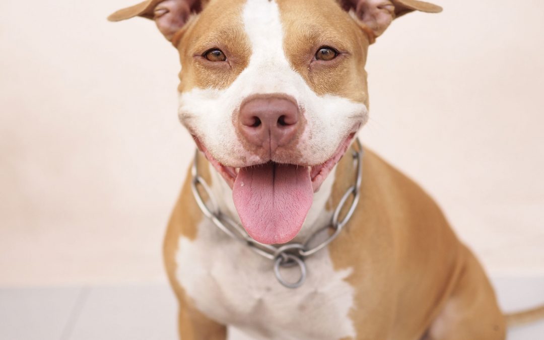 10 Tips on How To Train A Pit Bull