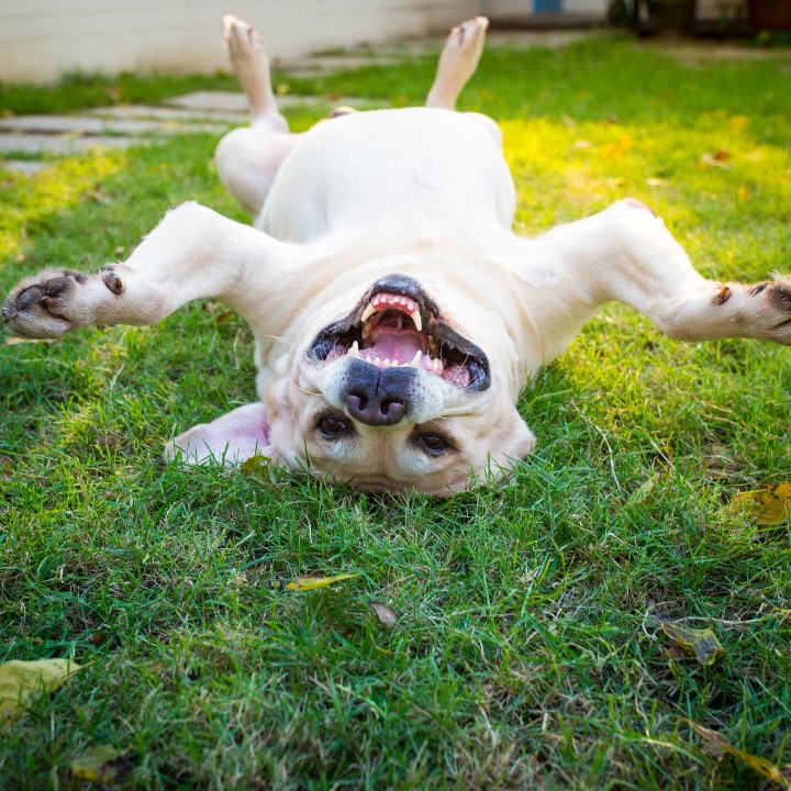 Verota Labrador Retriever