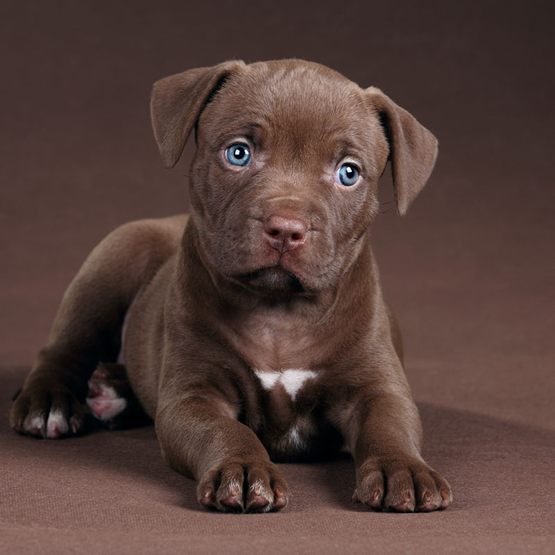 10 Tips on How to train a Pitbull