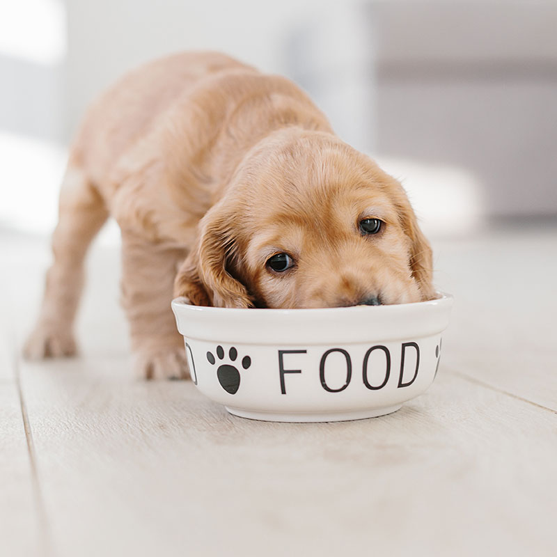 The Difference between Adult Dog Food and Puppy Food