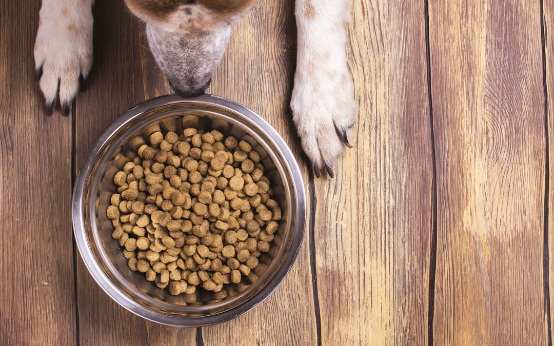 Puppy Food Vs Dog Food: What Are The Differences Between Puppy Food & Adult Dog Food?