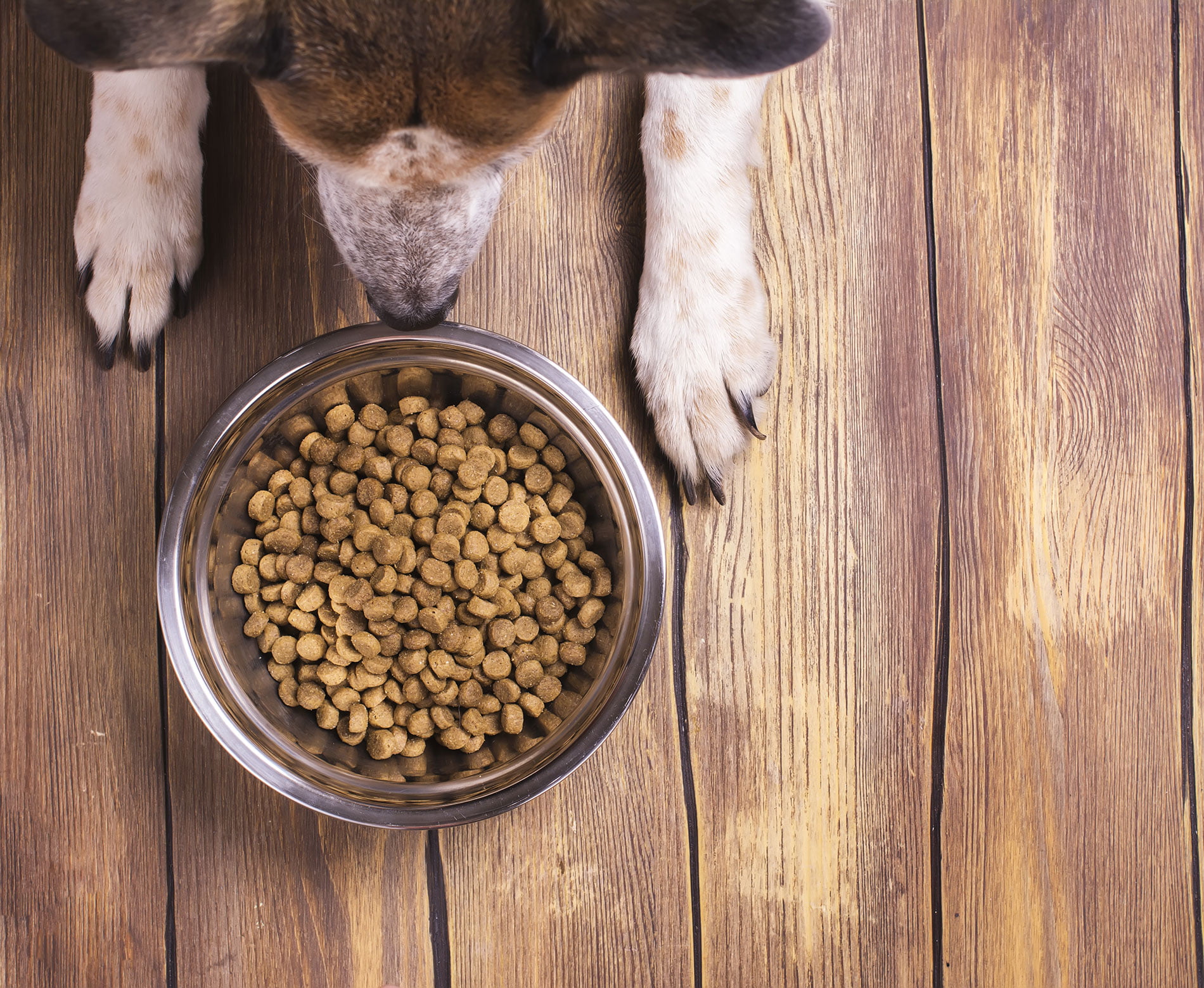 Puppy Food Vs Dog Food What Are The Differences Between Puppy Food 