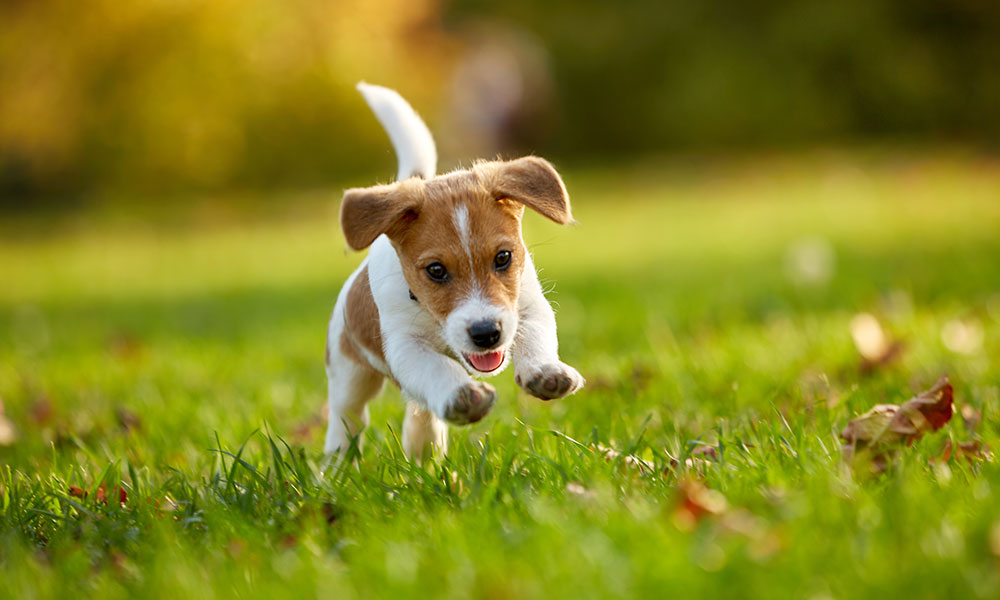 Common Puppy Food Ingredients and Nutrients