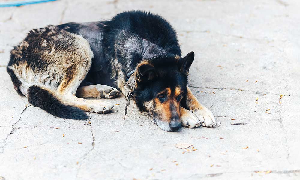 What causes Hair loss in Dogs?