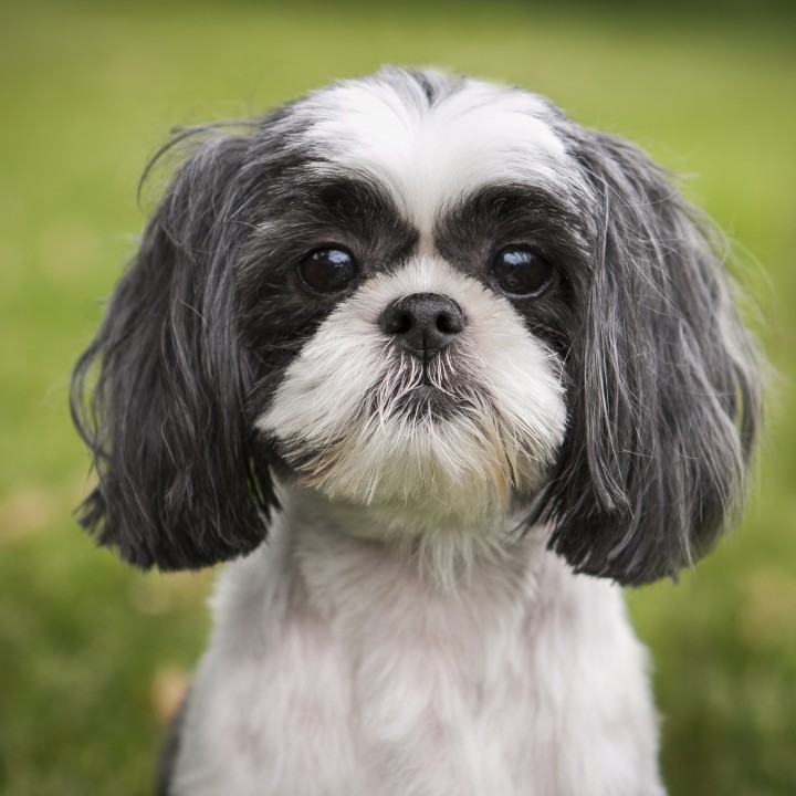 Verlota Shih Tzu