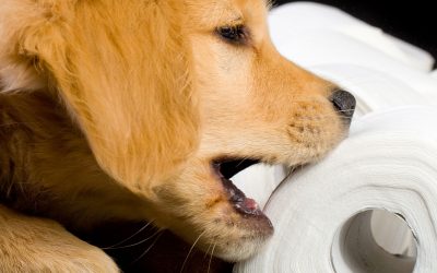 Why Do Dogs Eat Poop and How to Stop It