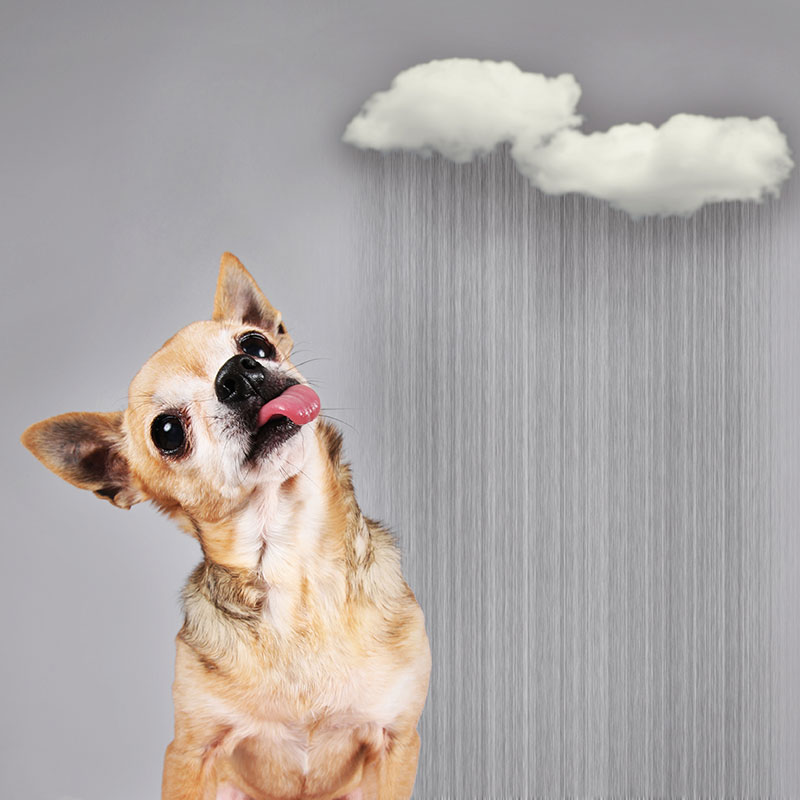 Why are Dogs Scared of Thunder?