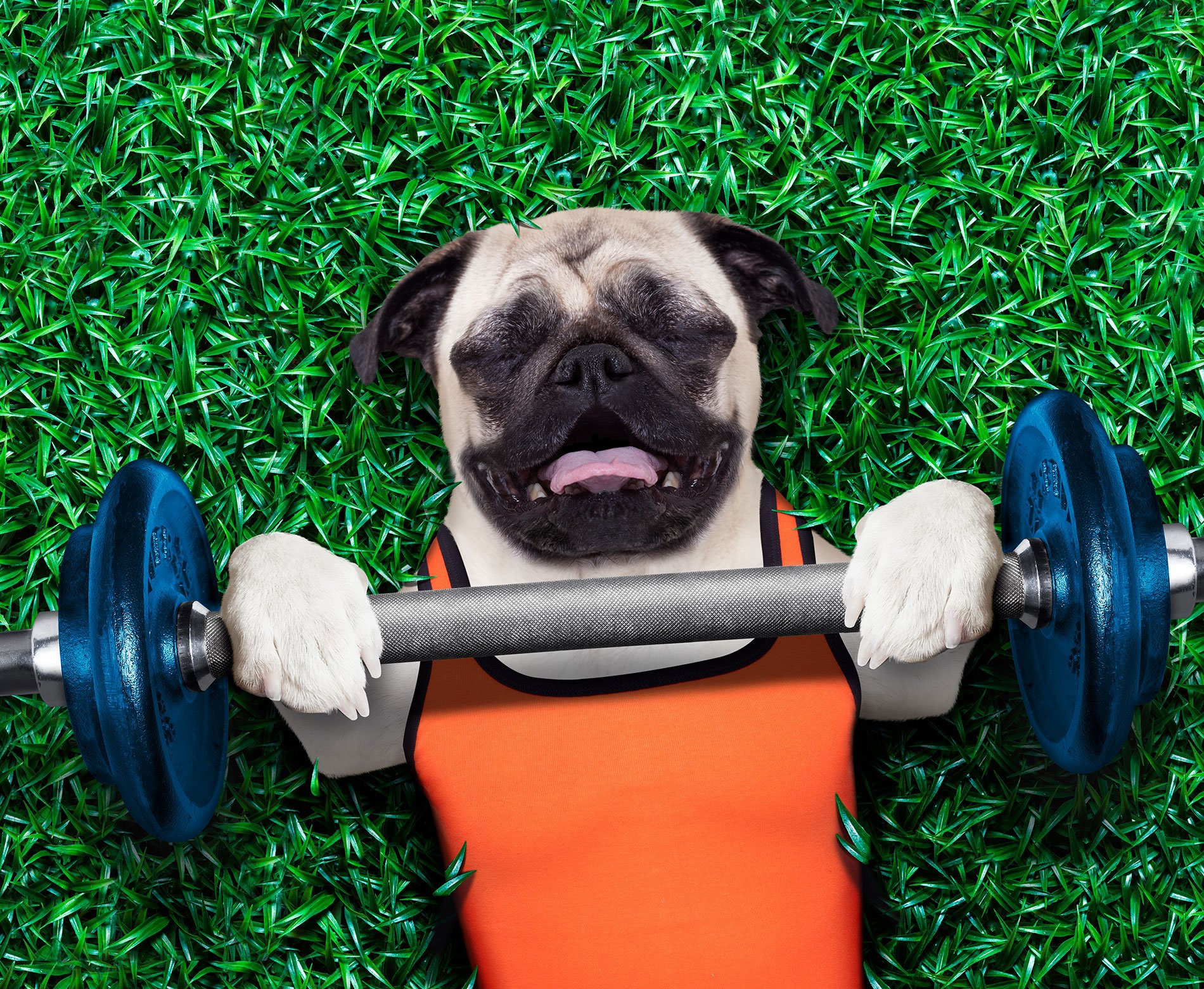 How Much Exercise Does A Dog Need Everyday? - Verlota.com