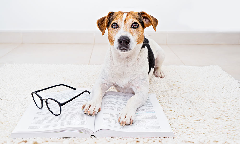 Dog Reading Book With Glasses