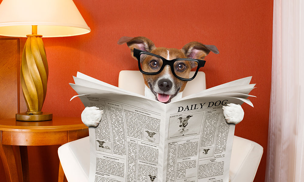 Dog Reading Paper