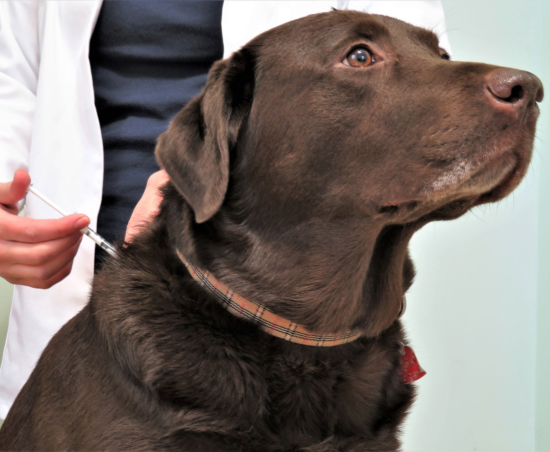 What is DHPP for Dogs? A Complete Guide