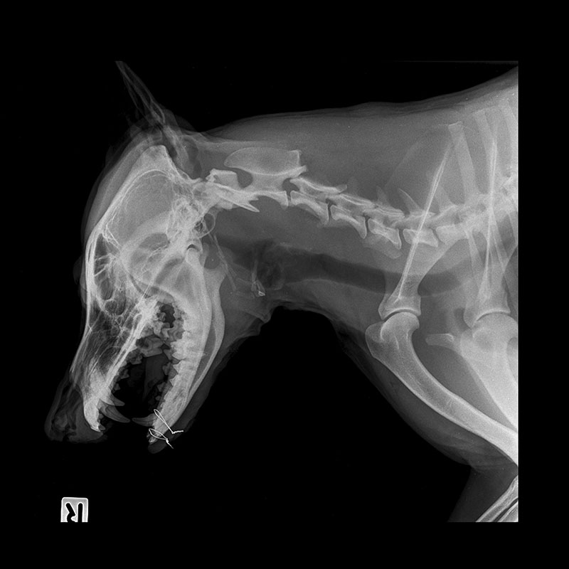 Collapsed Trachea in Dogs