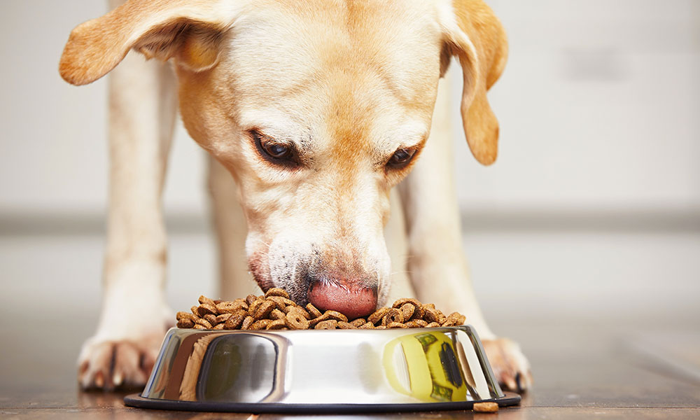 How Do I Stop My Dog From Eating Poop?