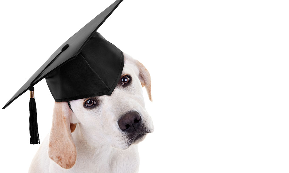 Puppy Graduation