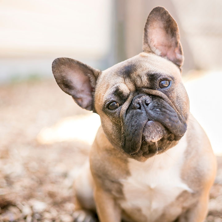 Verlota French Bulldog