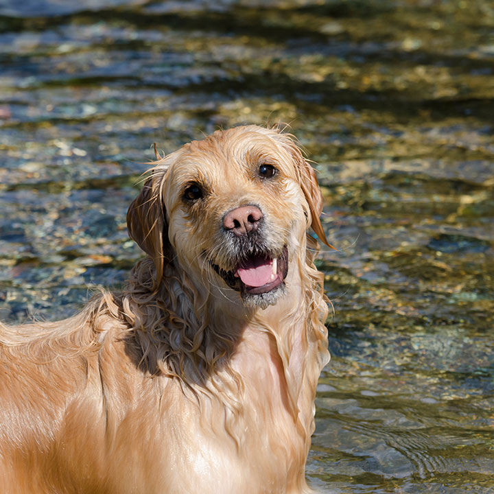 Verlota Golden Retriever