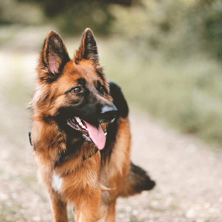 Verlota German Shepherd