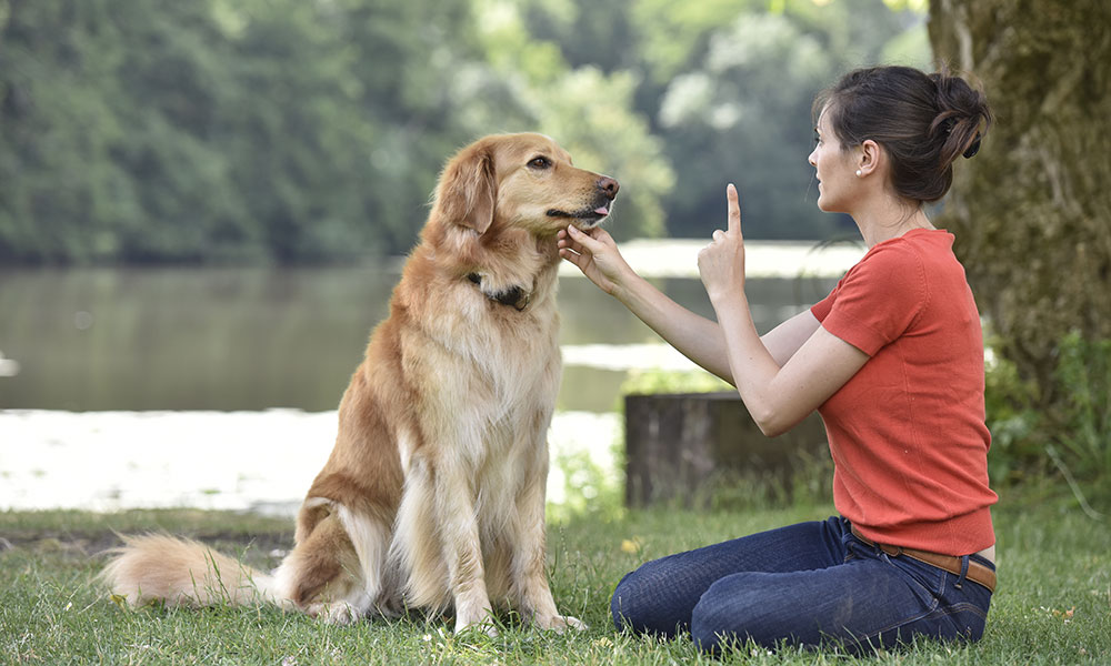 Do's and Don'ts for treating excessive Barking