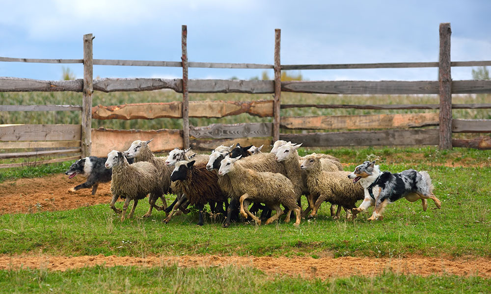 Australian Shepherd Herding Sheep