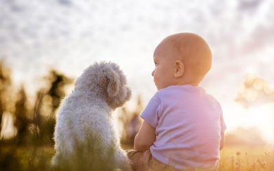How To Introduce A Dog To A Baby