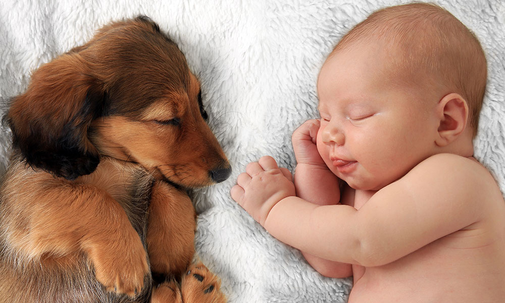 Dog And Baby Napping
