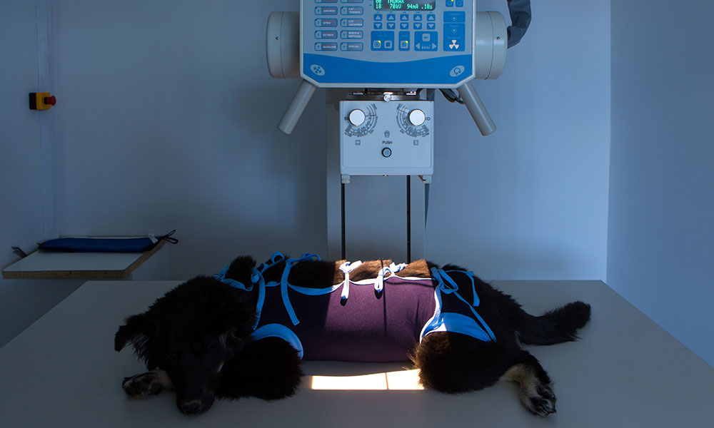Dog In X-Ray Machine
