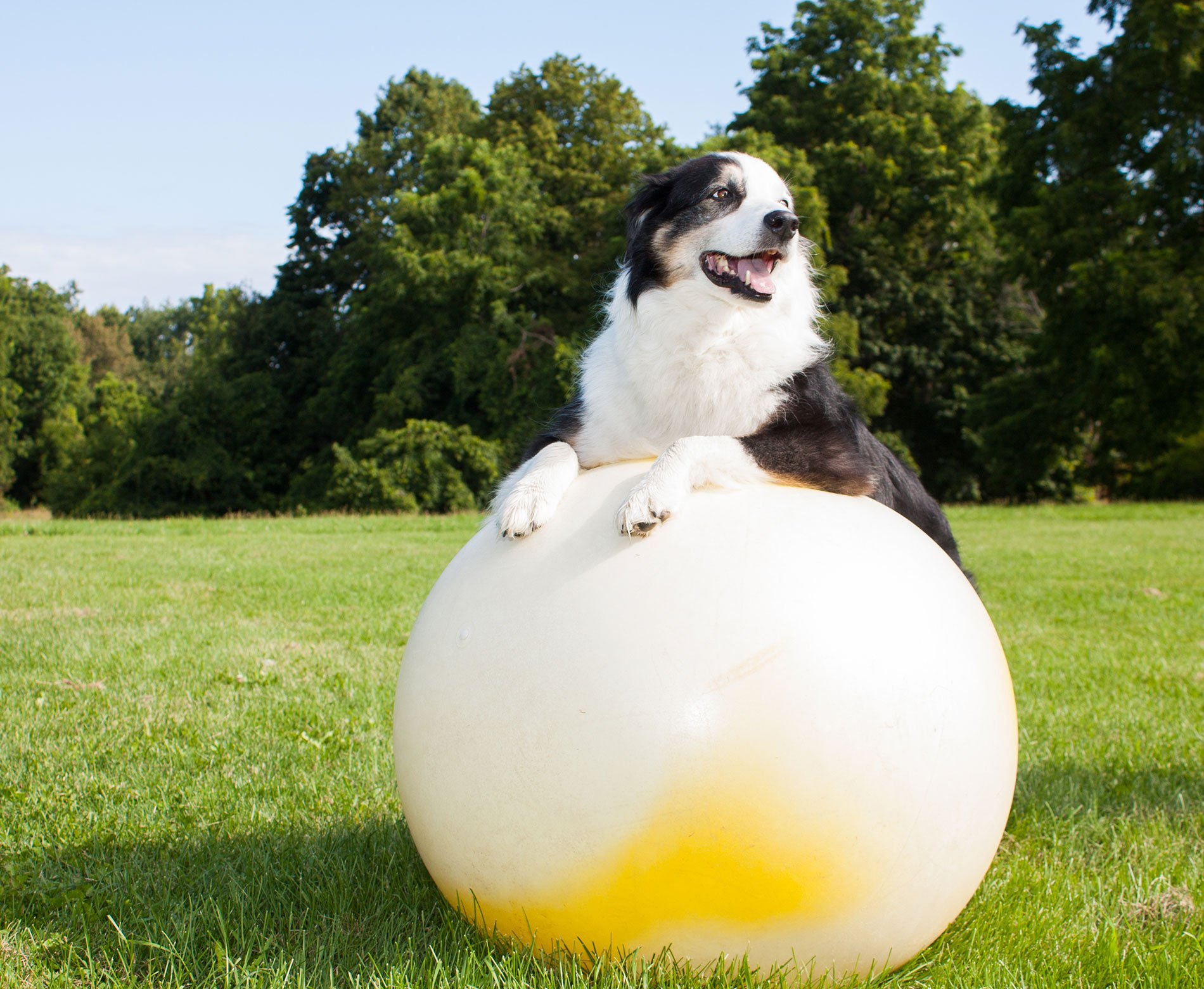 dog playing on ball