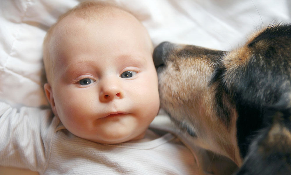 Dog Smelling Baby
