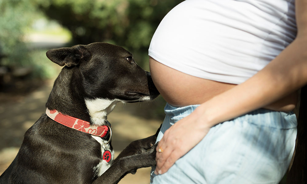 Dog Smelling Pregnant Woman