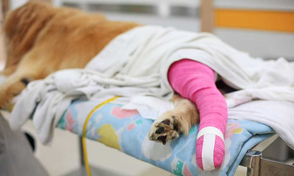 Dog With Cast