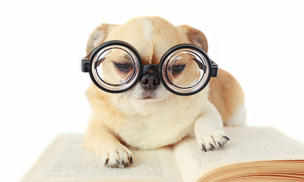 Dog With Glasses Reading Book