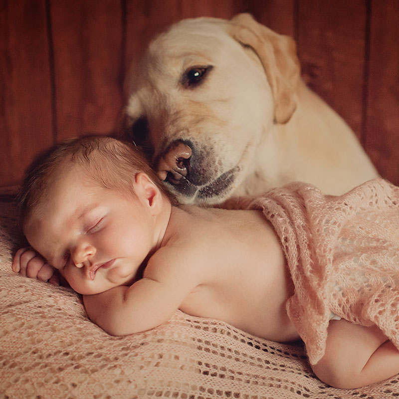 Dog With Sleeping Baby
