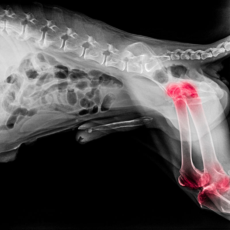 Dog X-Ray Osteochondritis