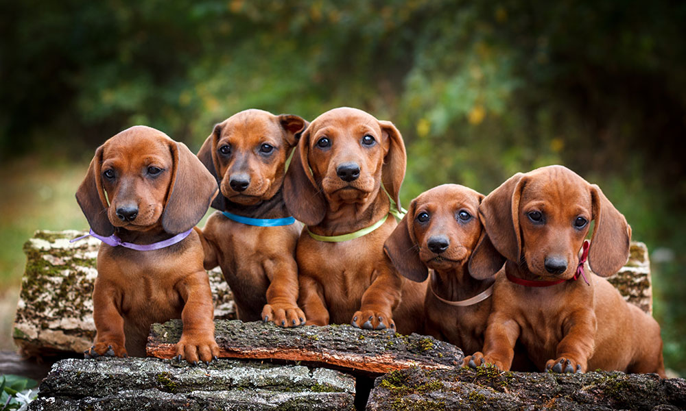 Happy Dachshunds Oudoors Healthy
