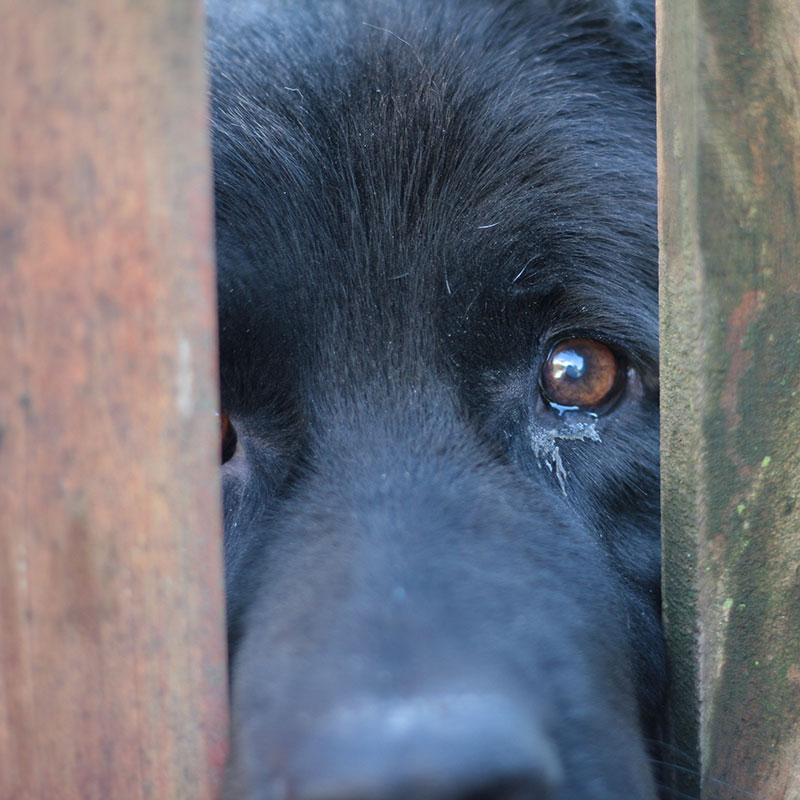 Sad Dog Abused Behind Fence