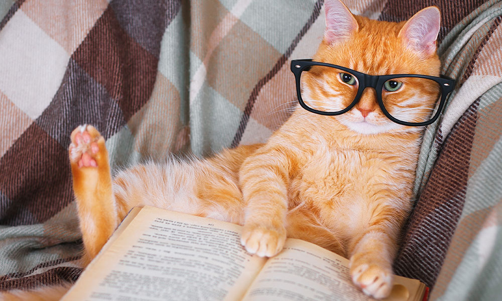 Smart Cat Reading Book
