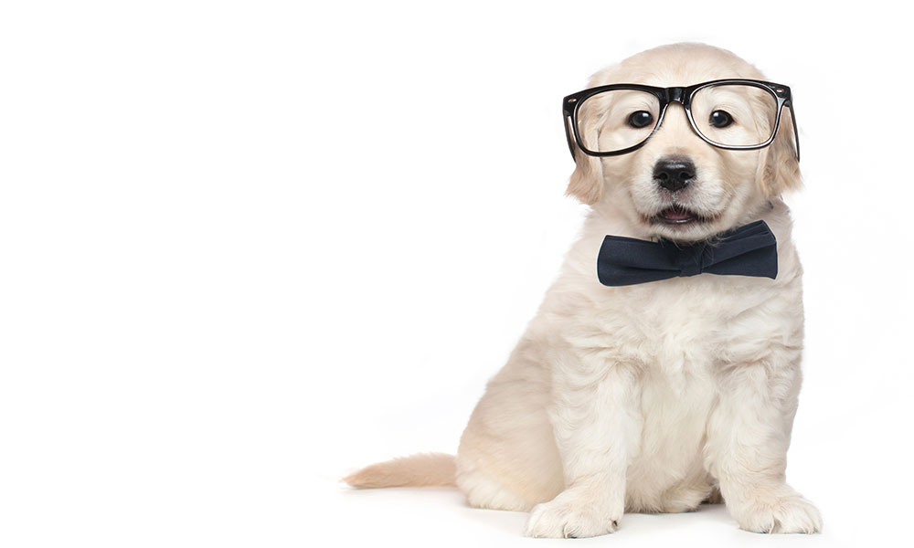 Smart Puppy With Glasses