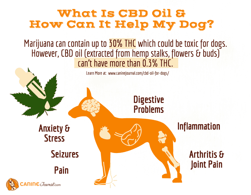 CBD Oil For Dogs Infographic