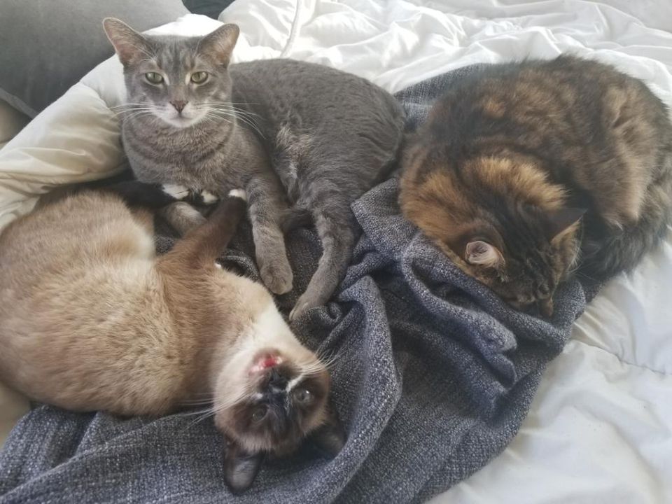 Happy boys, happy house.