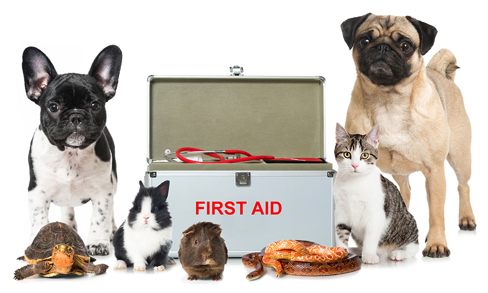 Animals With First Aid Kit
