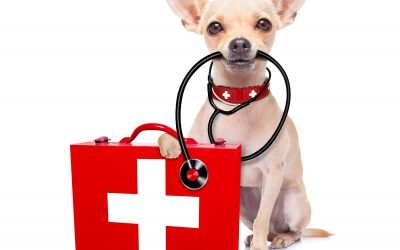 How to Make a Dog First Aid Kit