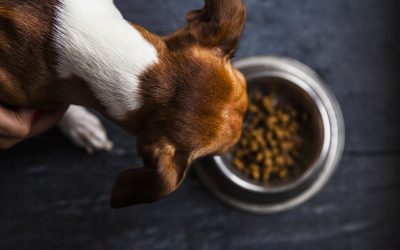CBD Oil To Increase Dog Appetite