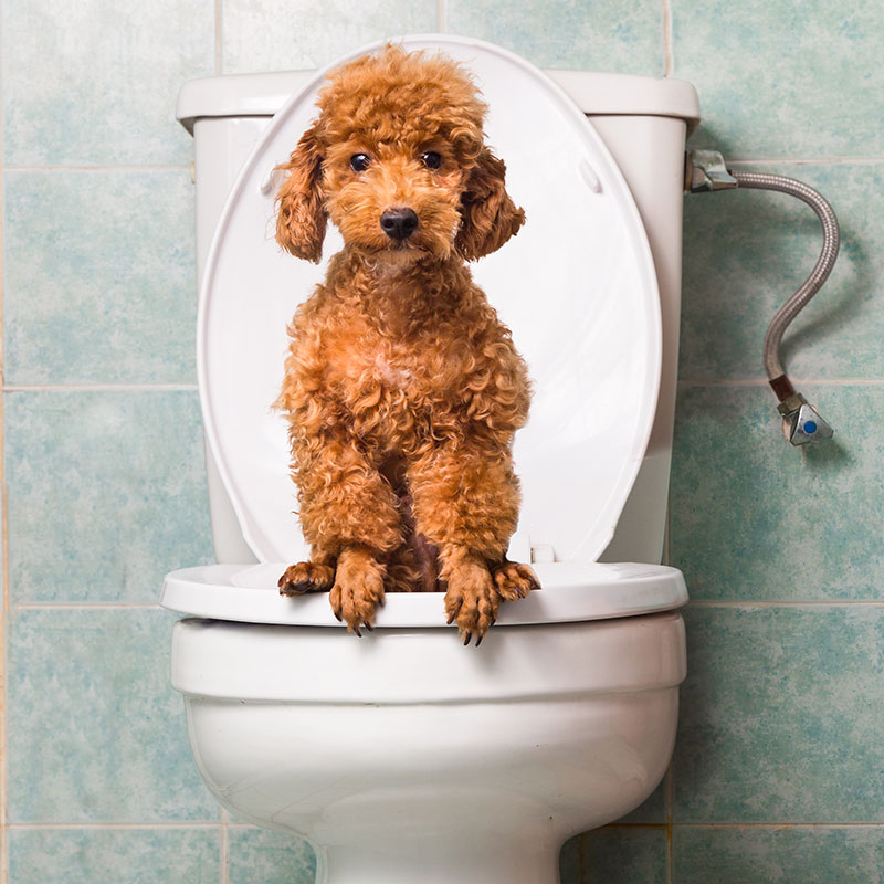 How To Stop Your Dog From Peeing in the House
