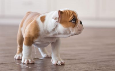 How to Stop Your Dog From Peeing in the House