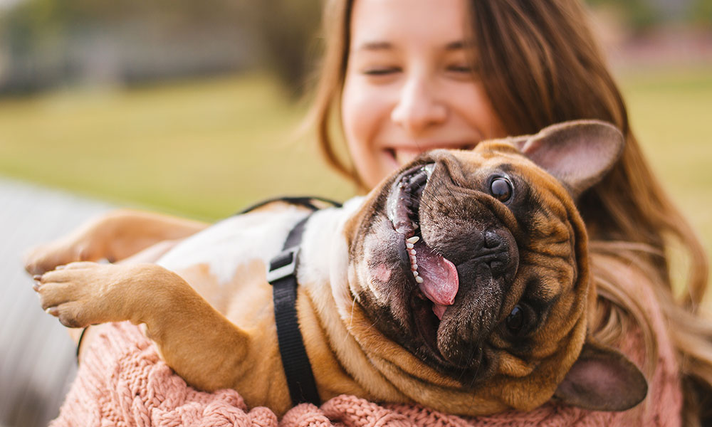 French Bulldog CBD Smiling Woman