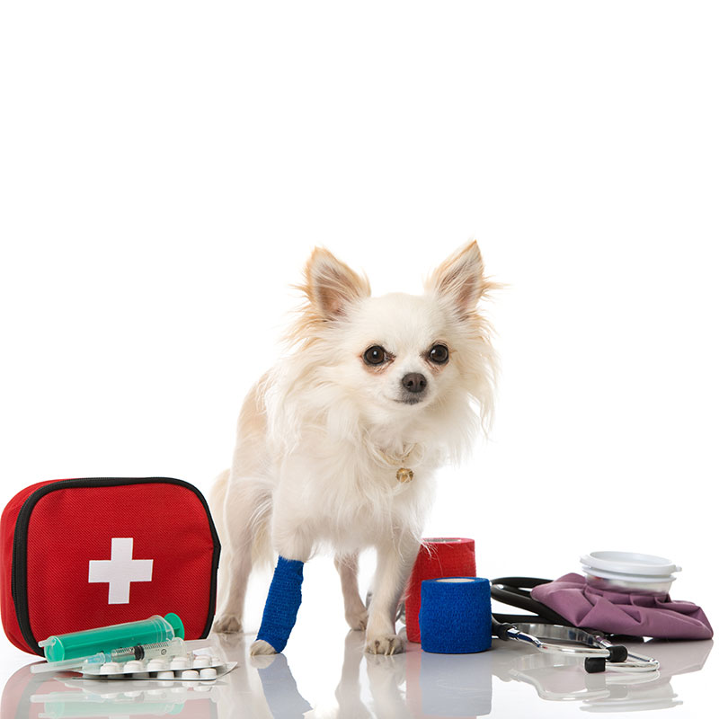 Small Dog With First Aid Kit