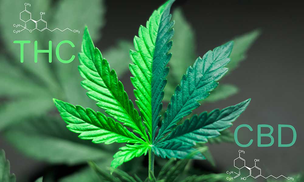 Is CBD Safe: THC Vs CBD