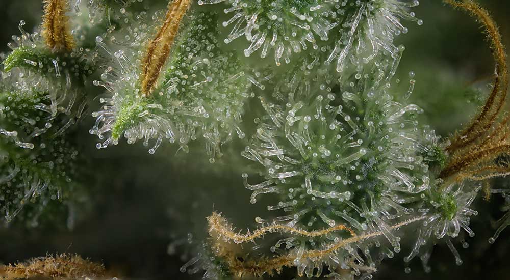 What are Terpenes, Exactly?
